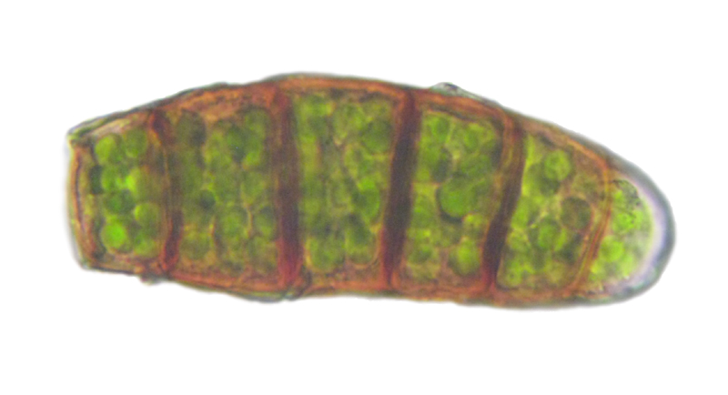 Nyholmiella obtusifolia